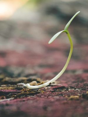 Eine Pflanze wächst